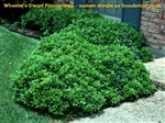 WHEELERâ€™S DWARF PITTOSPORUM- Pittosporum tobira Evergreen Shrub Zone:  8