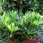 Pringles Dwarf Podocarpus-Podocarpus macrophyllus 'Pringlii Dwarf' Evergreen Shrub Zone 8