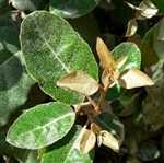 ELAEAGNUS- Elaeagnus pungens-Landscape Shrub Zone: 7