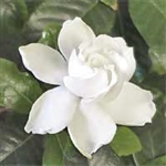 GARDENIA FROSTPROOF DWARF GARDENIA-Gardenia jasminoides FROSTPROOF Small White Blooms Zone 7