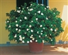 GARDENIA  GARDENIA-Gardenia jasminoides August Beauty Large White Blooms Extremely Fragrant Zone 8