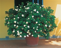 GARDENIA  GARDENIA-Gardenia jasminoides August Beauty Large White Blooms Extremely Fragrant Zone 8