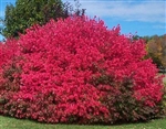 DWARF BURNING BUSH -Euonymus alatus "Compactus" Landscape Shrub Zone 4