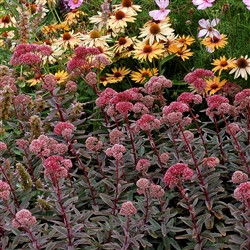 SEDUM MARINA-ROSE PINK FLOWERS BLUE-GREY LEAVES ZONE 4-9