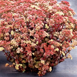 SEDUM PEACH PEARLS-BURGUNDY LEAVES ROSE-GOLD FLOWERS MULTIPLE CROWNS ZONE 4-9