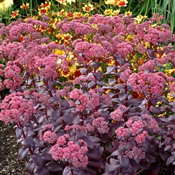 SEDUM CHERRY TRUFFLE-MULTIPLE CROWN OF UPRIGHT FOLIAGE PAINTED IN PURPLE, BLACK, GREEN AND GREY ZONE 4-9
