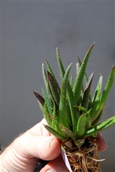 ALOE GASTROELEA 'MIDNIGHT'