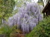 WISTERIA SINENSIS-AMETHYST FALLS WISTERIA-Wisteria frutescens 'Amethyst Falls' lavender to blue blooms Zone 5