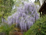 WISTERIA SINENSIS-AMETHYST FALLS WISTERIA-Wisteria frutescens 'Amethyst Falls' lavender to blue blooms Zone 5