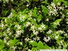 CONFEDERATE JASMIINE OR STAR JASMINE (Trachelospermum jasminoides) Z 8-11