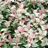TRICOLOR JASMIINE-Trachelospermum asiaticum 'Tricolor' Z 8-11