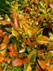 SALSA ASIATIC JASMINE-Trachelospermum asiaticum 'Salsa' Z 7-10