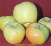Apple Tree Dorsett Golden-Malus domestica Zone 5 Chill Hrs: 100-250