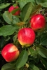 Apple Tree Gala--Malus domestica  Zones 5 Chill hrs 500