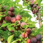 PLUM TREE METHLEY--Prunus salicina Zones 5-9  Chill:  250