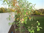 Pluot Tree 'FLAVOR KING'--Prunus salicina X Prunus armeniaca Red Orange Fruit  Zones 5-9  Chill:  400-500