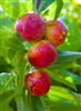 NECTARINE TREE 'SUNDOLLAR'--Prunus salicina  Zone 5  Chill hrs 400