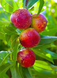 NECTARINE TREE 'SUNDOLLAR'--Prunus salicina  Zone 5  Chill hrs 400