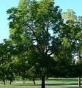 BLACK WALNUT TREE NUTTS SHADE WOOD Z 4