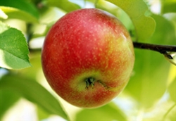 Apple Tree Anna--Malus domestica Zones 5-9   Chill:  100-300 hrs
