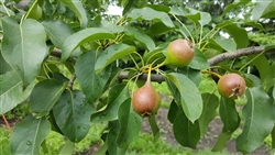 Summercrisp Pear Treeâ€” Pyrus communis  Zone 4  Chill Hrs 700-800