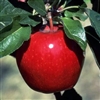 Apple Tree American Winesap--Malus domestica Zones 4 Chill: 800 hrs