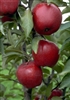 Apple Tree Jonathan--Malus domestica Zones 3 Chill: 800 hrs