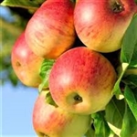 Apple Tree HONEY CRISP--Malus domestica Zones 3 Chill: 800 hrs