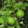 LIME KIEFFER KEY Mexican Lime Tree-Citrus aurantifolia Zone 9 Tropical