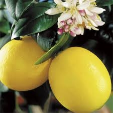 LEMON IMPROVED MEYER LEMON--Citrus Ã— limon  C. meyeri  Zone 9