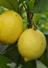 LEMON LISBON LEMON  Citrus Ã— limon  LISBON  Zone 9
