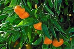 ORANGE CALAMONDIN ORANGE TREE-Citrus mitis Zone 8b