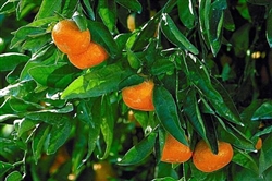 ORANGE CALAMONDIN ORANGE TREE-Citrus mitis Zone 8b