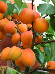 Apricot Tree Moorpark- Prunus armeniaca Zones 4 Chill: 600 hrs
