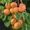 Apricot Tree ROYAL- Prunus armeniaca Zones 7 Chill: 400 hrs