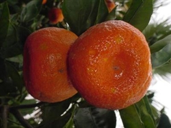 ORANGE ARCTIC FROST SATSUMA MANDARIN-Citrus reticulata Gremoy79 ZONE:  8b TAKE A 17 DEGREE FREEZE!!!