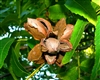 CADDO PAPER-SHELL PECAN-Carya illinoinensis-CADDO Protandrous Zone 6