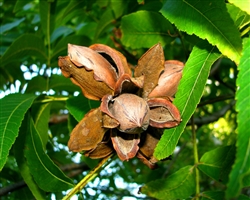 CADDO PAPER-SHELL PECAN-Carya illinoinensis-CADDO Protandrous Zone 6