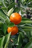 Orange Orange Frostâ„¢Satsuma- Citrus reticulata Gremoy47 8b Take a 17 degree freeze!!