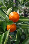 Orange Orange Frostâ„¢Satsuma- Citrus reticulata Gremoy47 8b Take a 17 degree freeze!!