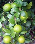 Lime Thornless KEY LIME Mexican Lime Tree-Citrus aurantifolia Zone 10 Tropical