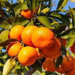 OWARI SATSUMA MANDARIN ORANGE- Citrus reticulata SATSUMA MANDARIN 'Owari' ZONE:  9a