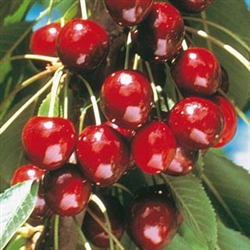 LAPIN Cherry Tree Prunus avium  SELF-FERTILE Zone 5  Chill: 400 hrs