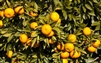 MIHO SATSUMA MANDARIN ORANGE- Citrus reticulata MIHO Zone: 9a