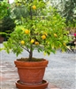 NAVEL ORANGE-Citrus sinesis 'Osbeck' Zone: 9a