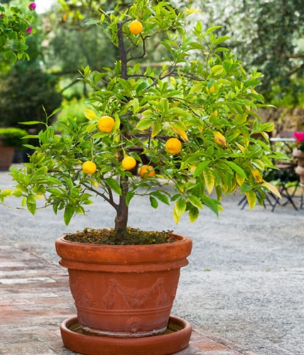 Navel Oranges, Best Sellers: Countryside Citrus