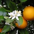 VALENCIA ORANGE-Citrus sinensis Valencia   Zone: 9a