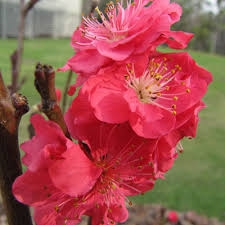 Red Baron Peach-Prunus persica USDA Zones 7   Chill:  250 hrs