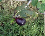 Fig Black Mission-Ficus carica Zone 7  Chill Hrs 100  4-10 Feet Self Fertile