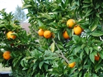 Moro Blood Orange-Citrus sinensis Moro Zone 9a